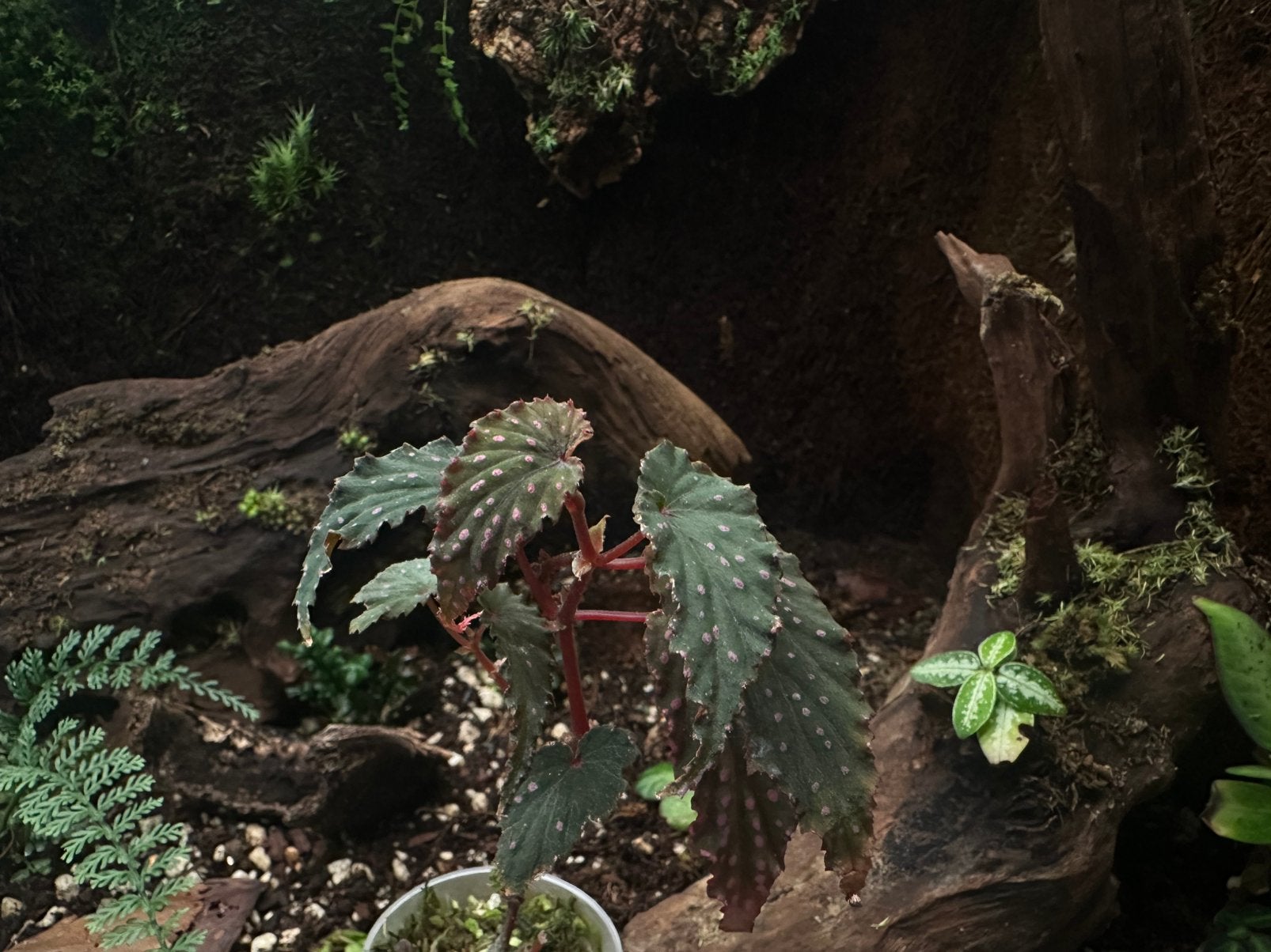 Begonia gracilicyma, Ophalen of Verzenden, Halfschaduw, Minder dan 100 cm