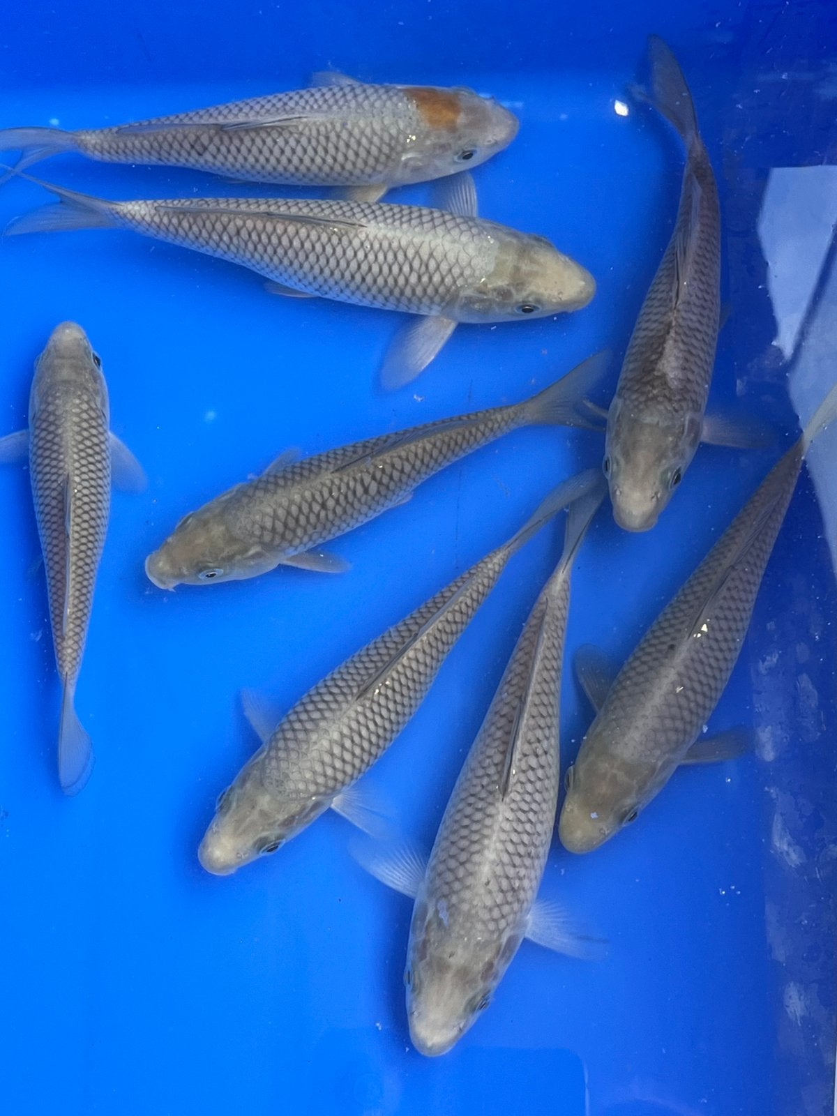Soragoi’s, Dieren en Toebehoren, Vissen | Vijvervissen, Karper of Koi