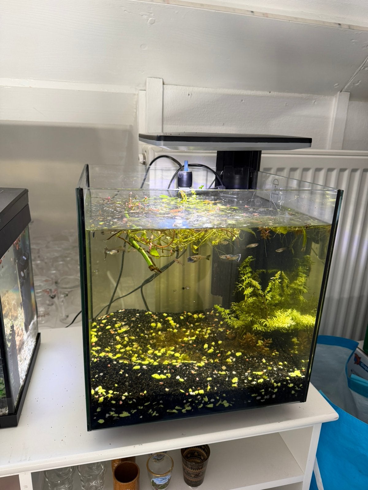 SuperFish Cuba 30 Pro + 15 raszuivere Signa Blue Tail guppen, Dieren en Toebehoren, Ophalen, Zo goed als nieuw, Gevuld zoetwateraquarium