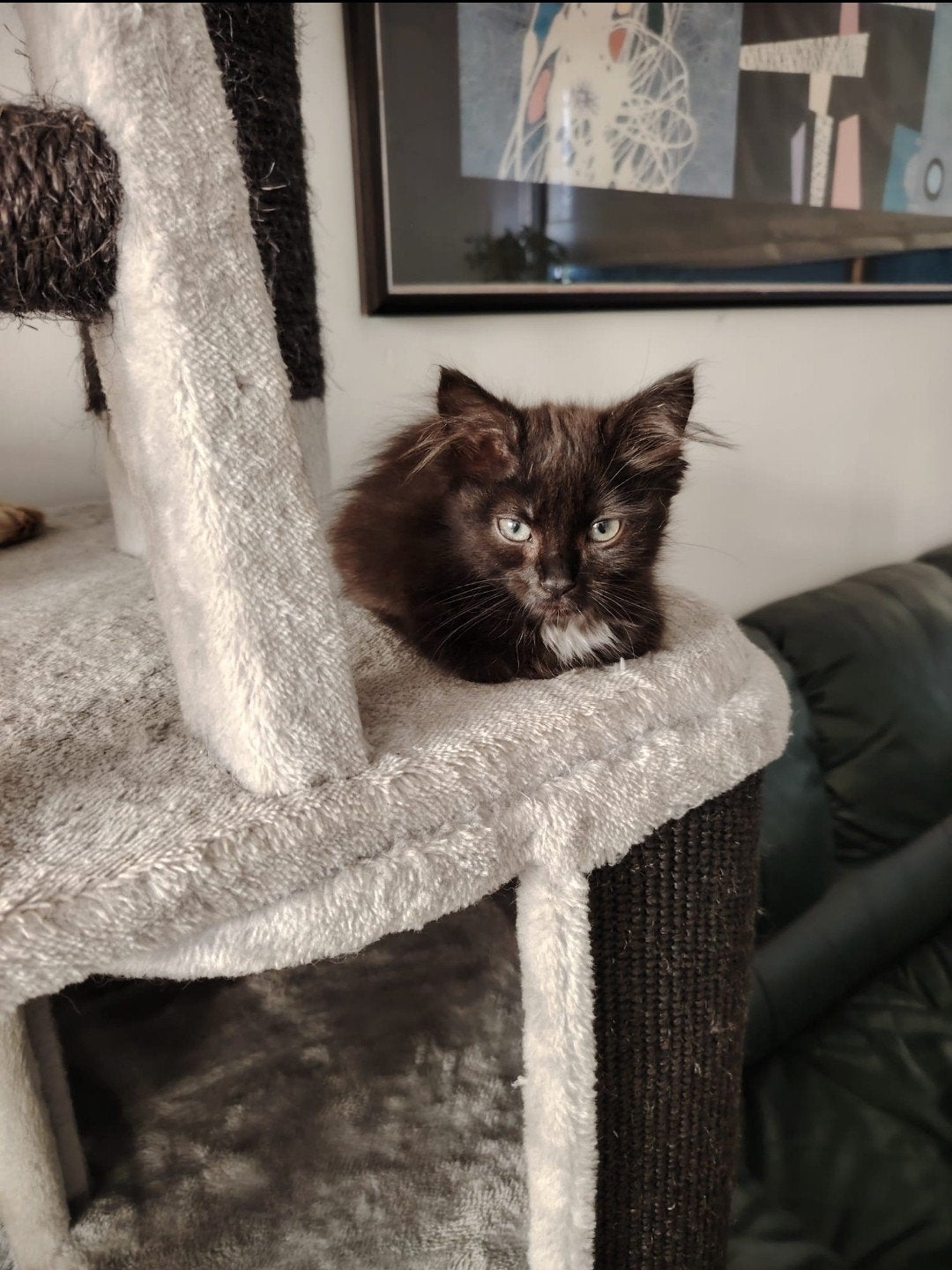 3 lieve langharige kittens, Kater, Ontwormd, 0 tot 2 jaar