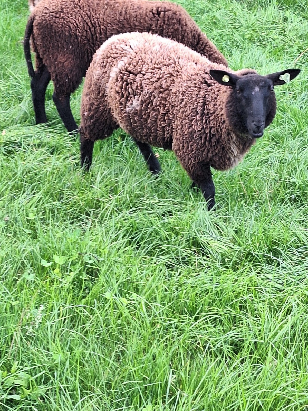 te koop mooie jonge ooi, Vrouwelijk, Schaap