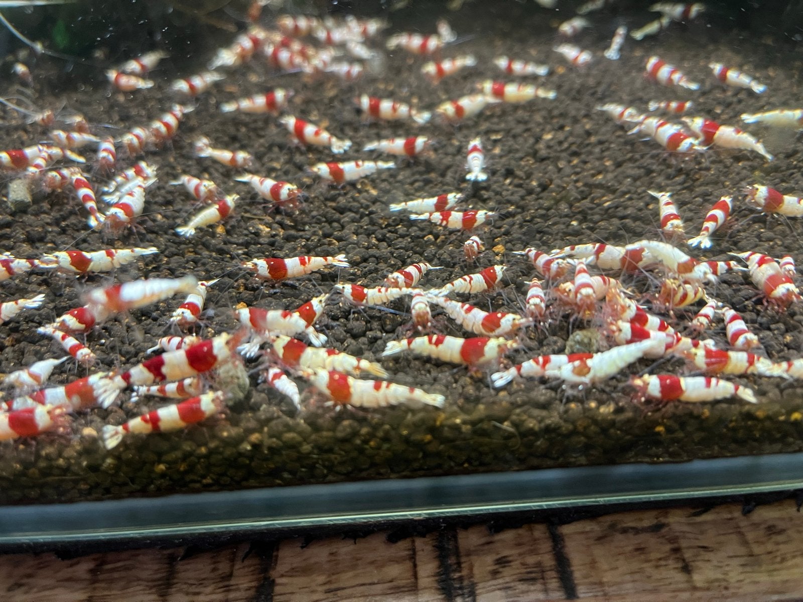 Crystal red garnalen op osmose, Dieren en Toebehoren, Kreeft, Krab of Garnaal