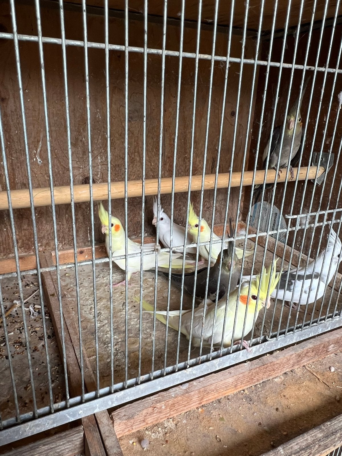 Valkparkiet, Dieren en Toebehoren, Geslacht onbekend, Parkiet