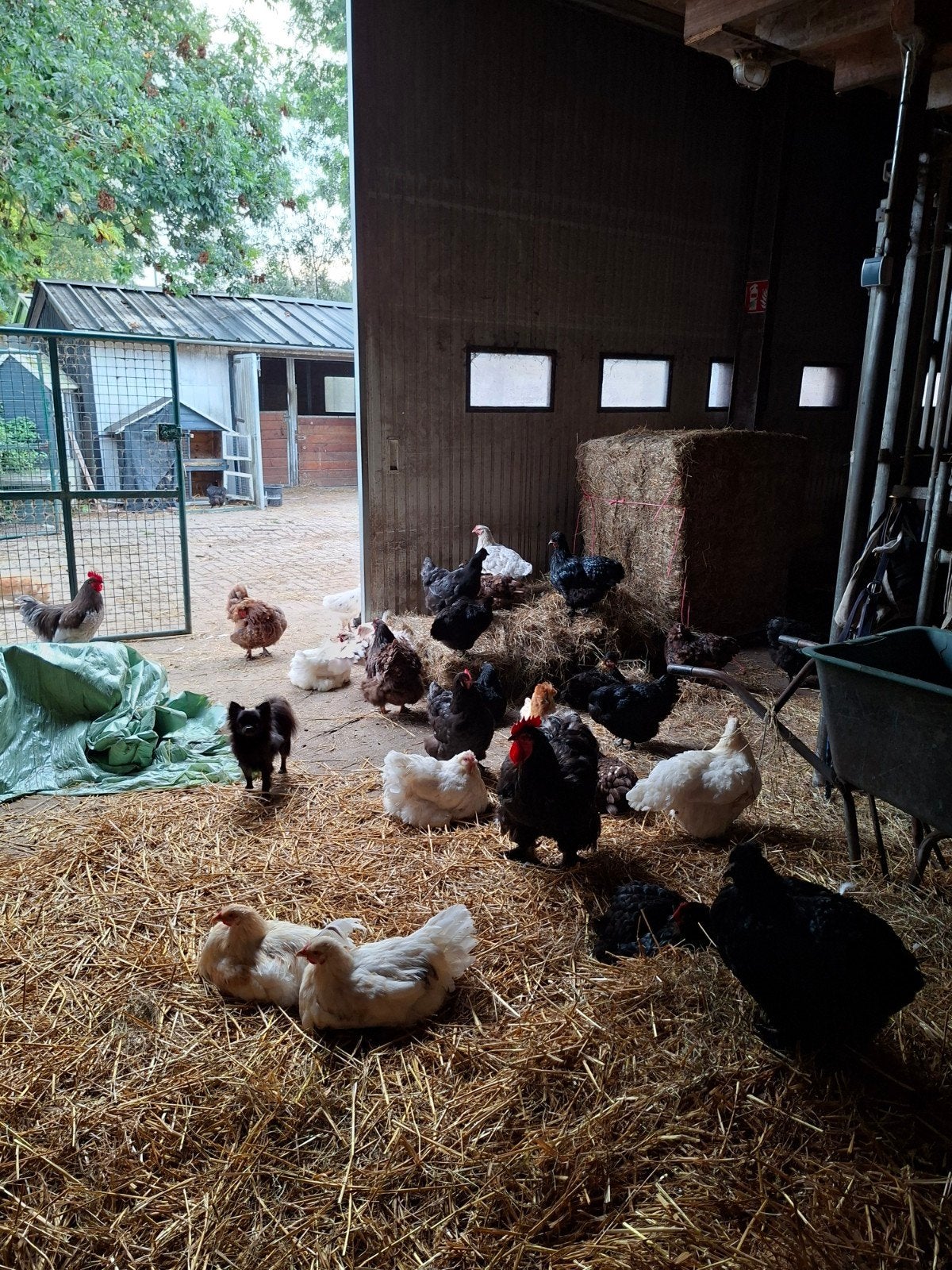 Hanen/ kippen jong en volwassen kippen wegens teveel., Meerdere dieren, Kip