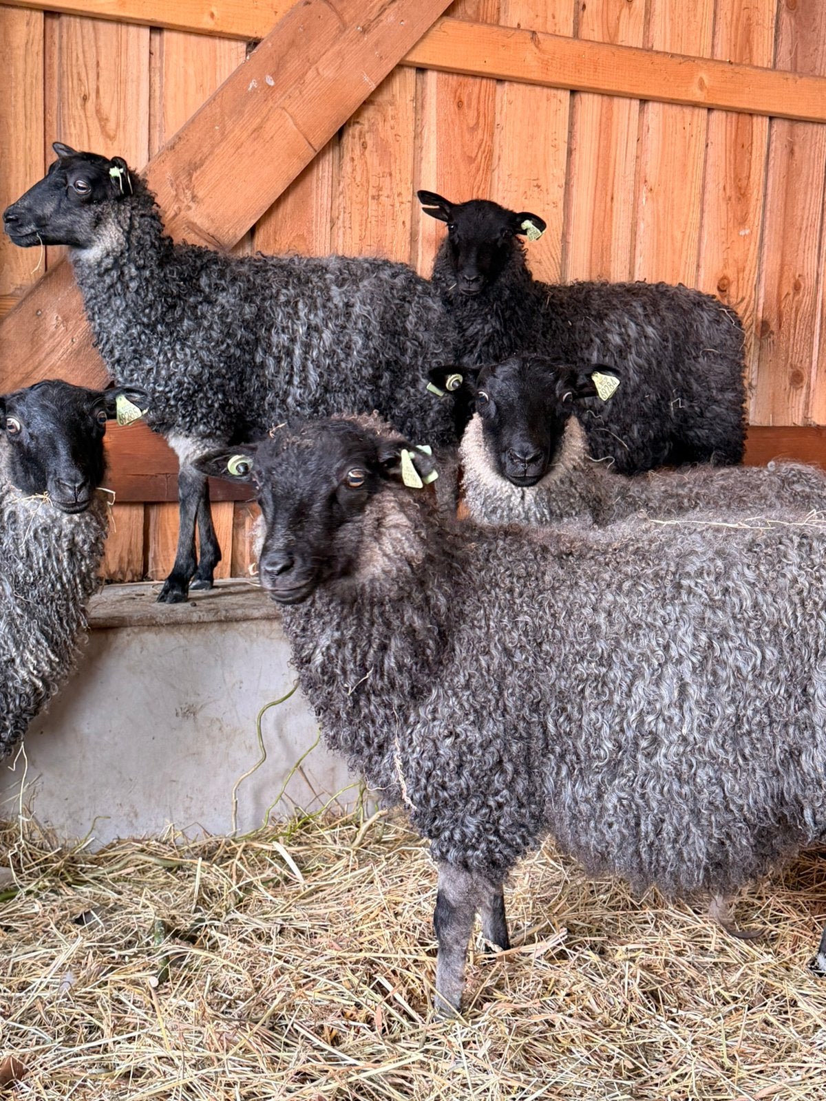 Gotland ram lammeren, Mannelijk, Schaap, 0 tot 2 jaar