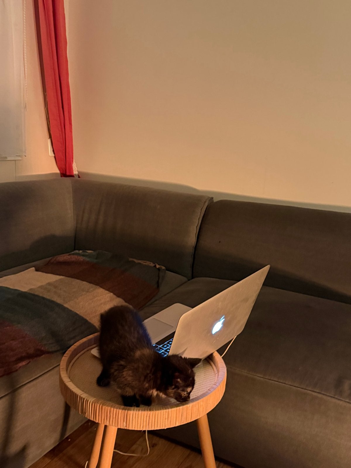 Ik zoek een mooi en liefdevol thuis voor mijn katten ️, Dieren en Toebehoren, Kater