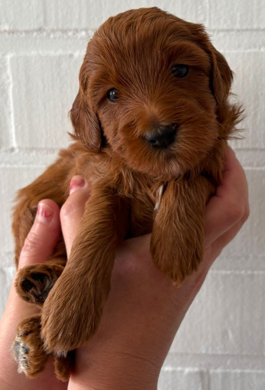 Mini /kleine medium Australian Labradoodle pups, Dieren en Toebehoren, 8 tot 15 weken, Meerdere, Meerdere dieren, Nederland