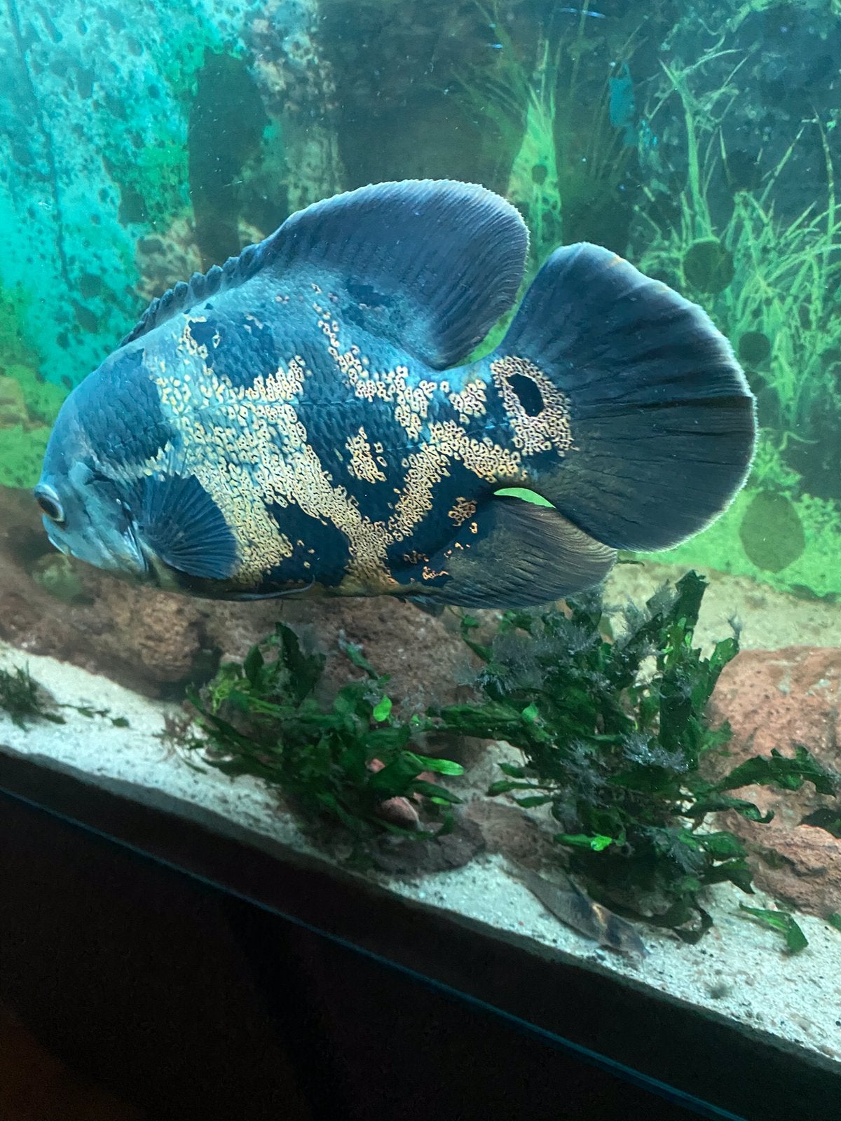 Te koop Oscar pauwoogcichliden, Vis, Zoetwatervis