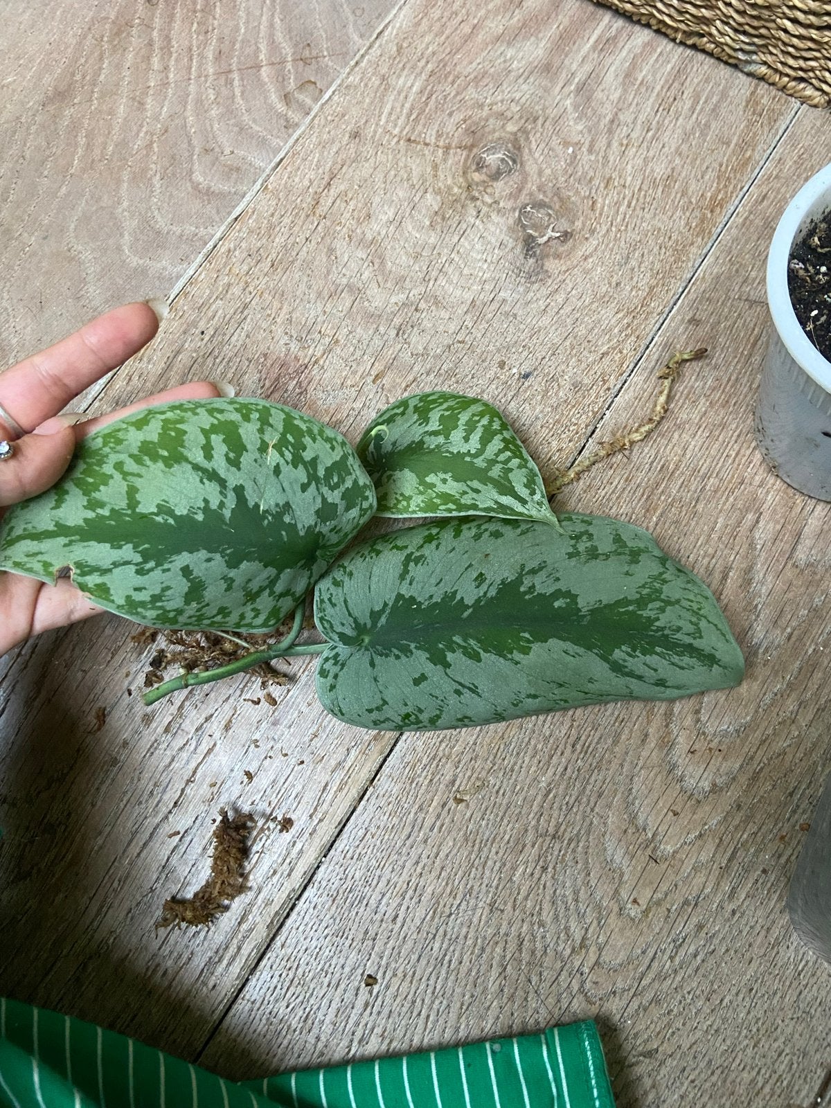 Grote gewortelde Scindapsus Trebi kopstekken, Overige soorten, Minder dan 100 cm, Groene kamerplant, Halfschaduw