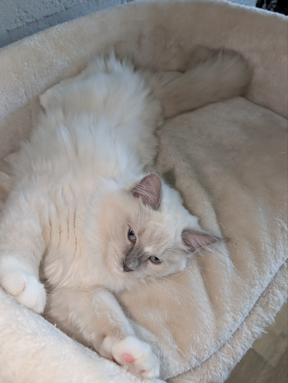 Ragdoll, Poes, Gechipt, 0 tot 2 jaar