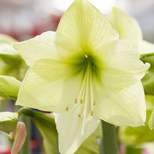 Amaryllisbol ‘Luna’, Ophalen of Verzenden, Volle zon