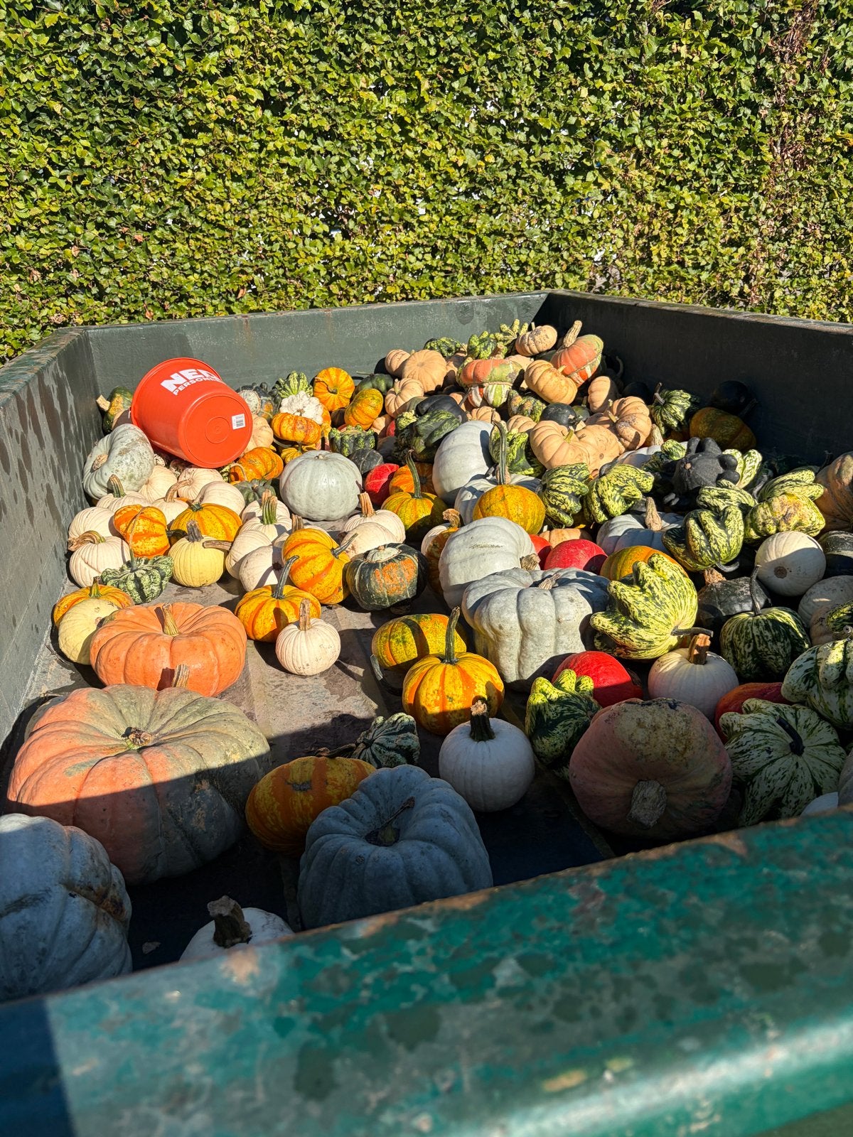 Diverse pompoenen en kalebassen voor decoratie, Tuin en Terras, Volle zon, Groenteplanten, Eenjarig, Ophalen of Verzenden