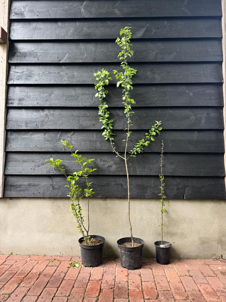 Malus sylvestris (Wilde Appel) 140cm,80cm,50cm, Overige soorten, Lente, 100 tot 250 cm, Ophalen