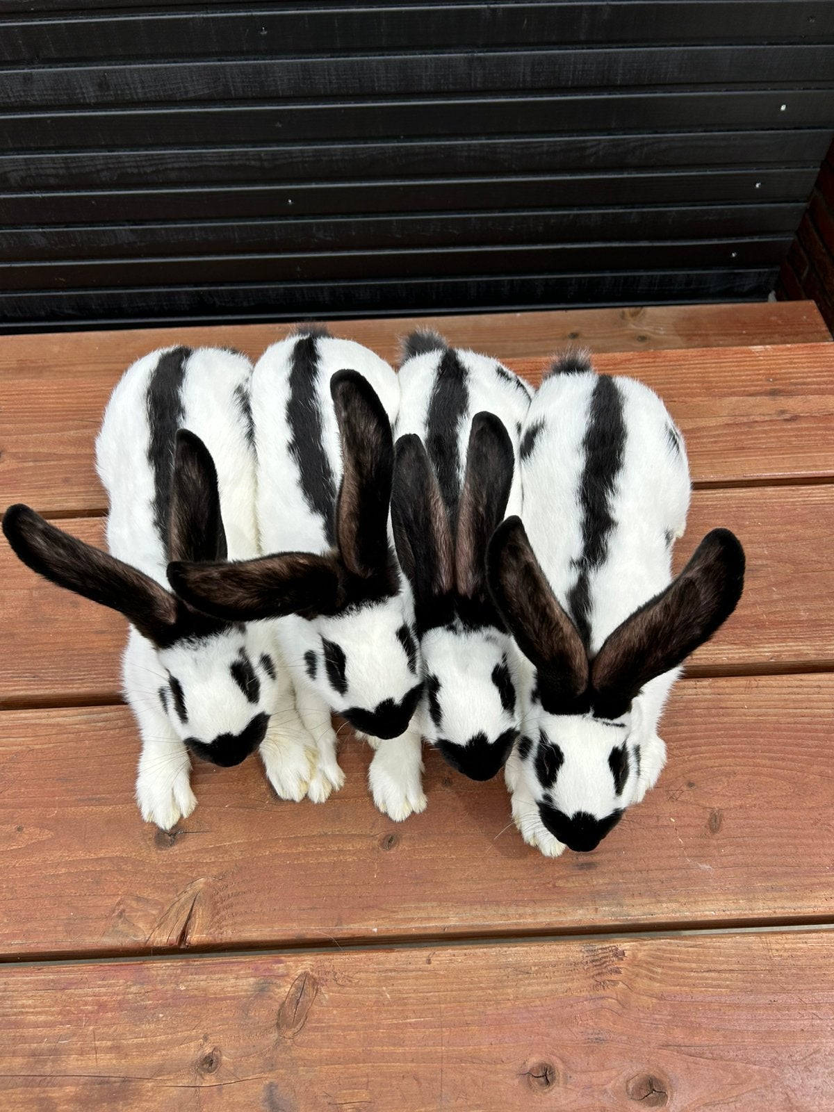 Mooie lotharinger groot rammen, Dieren en Toebehoren, Konijnen, Mannelijk, Groot