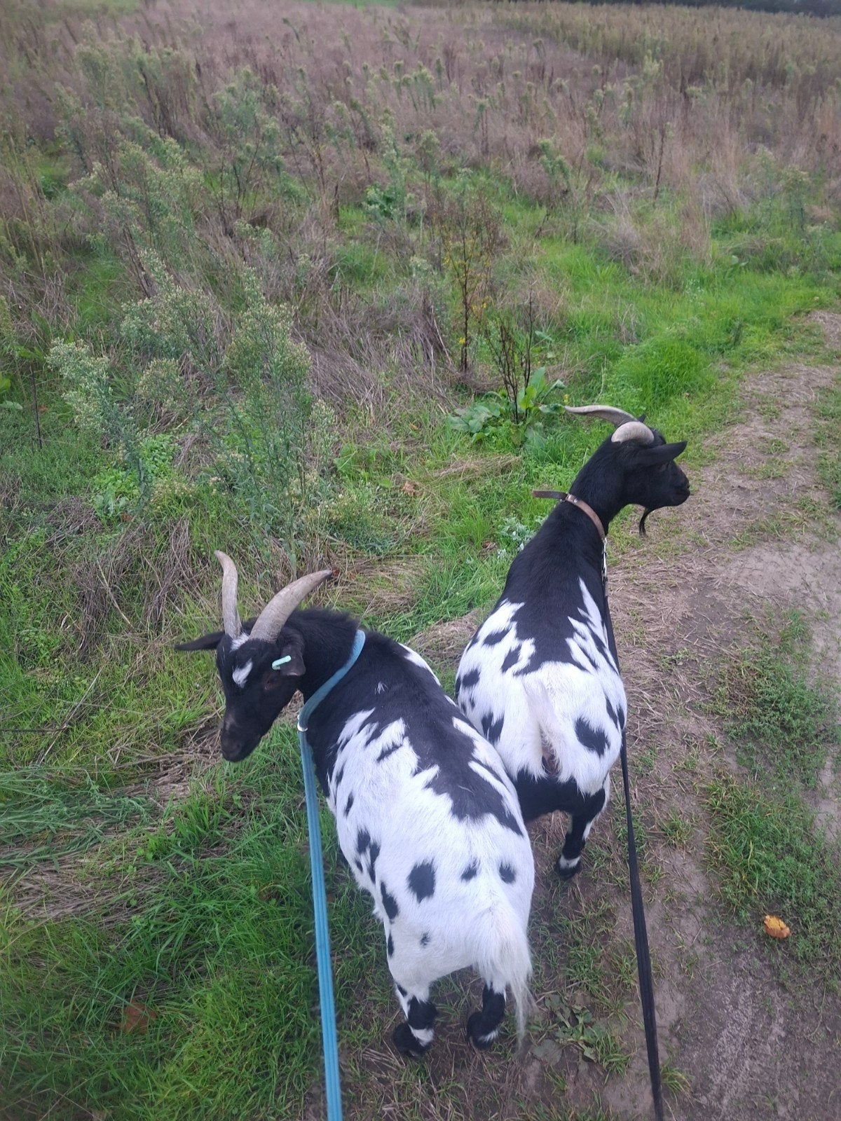 2 lieve tamme dwerggeiten, Dieren en Toebehoren, Mannelijk, Geit, 3 tot 5 jaar