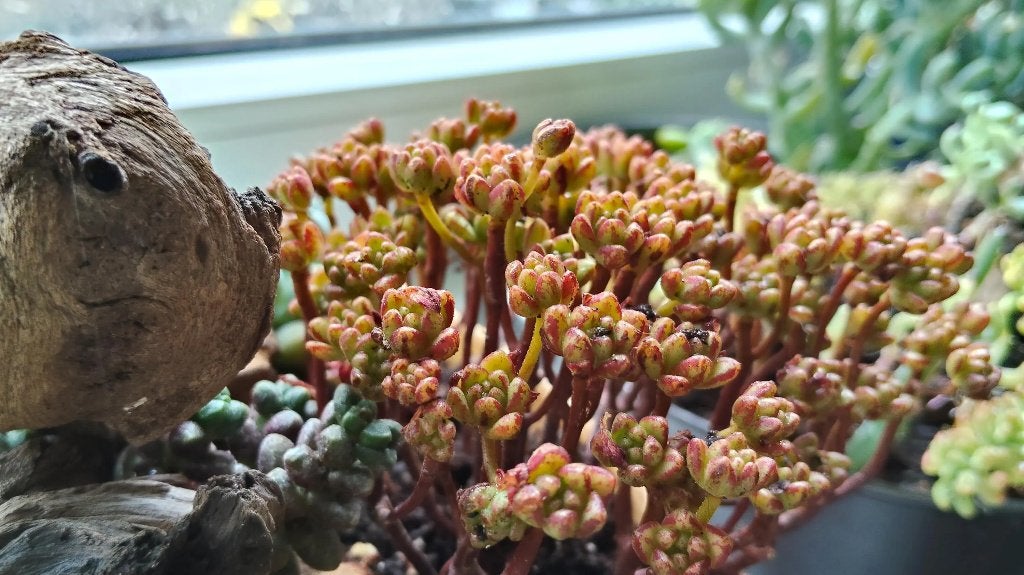Aeonium Sedifoloum | rare colorful succulent, Vetplant, Ophalen of Verzenden, Minder dan 100 cm, Volle zon