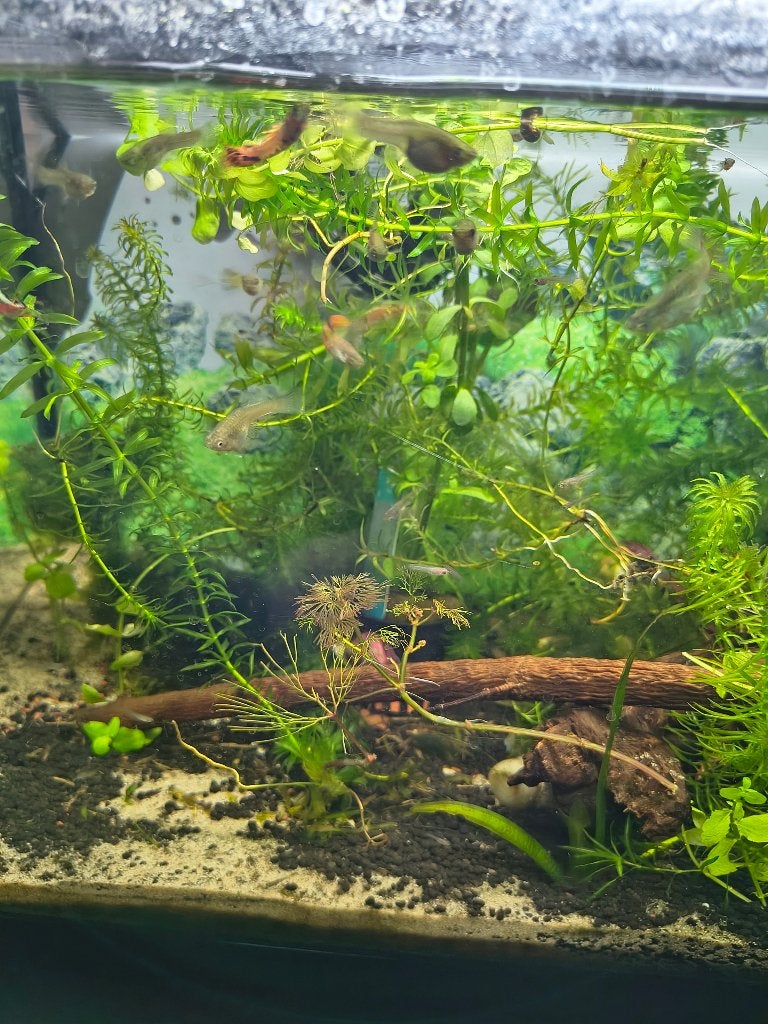 Endlers Guppen mix man en vrouw, Vis, Zoetwatervis, Schoolvis