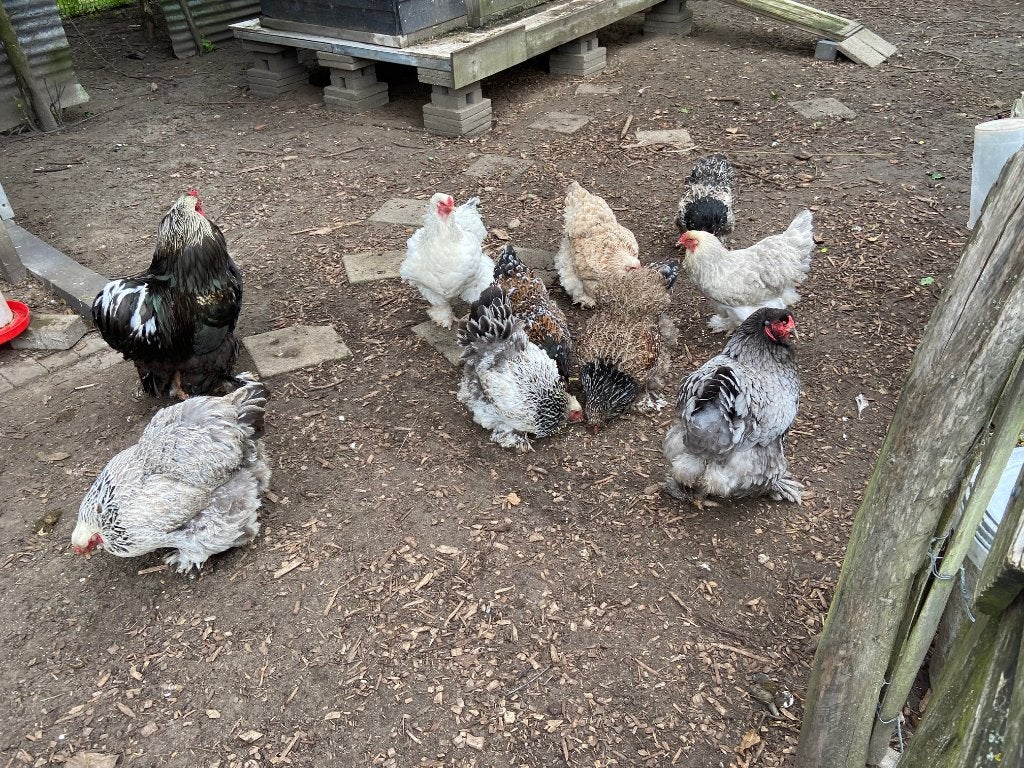 Broedeieren Brahma Groot, Dieren en Toebehoren, Pluimvee, Kip, Geslacht onbekend