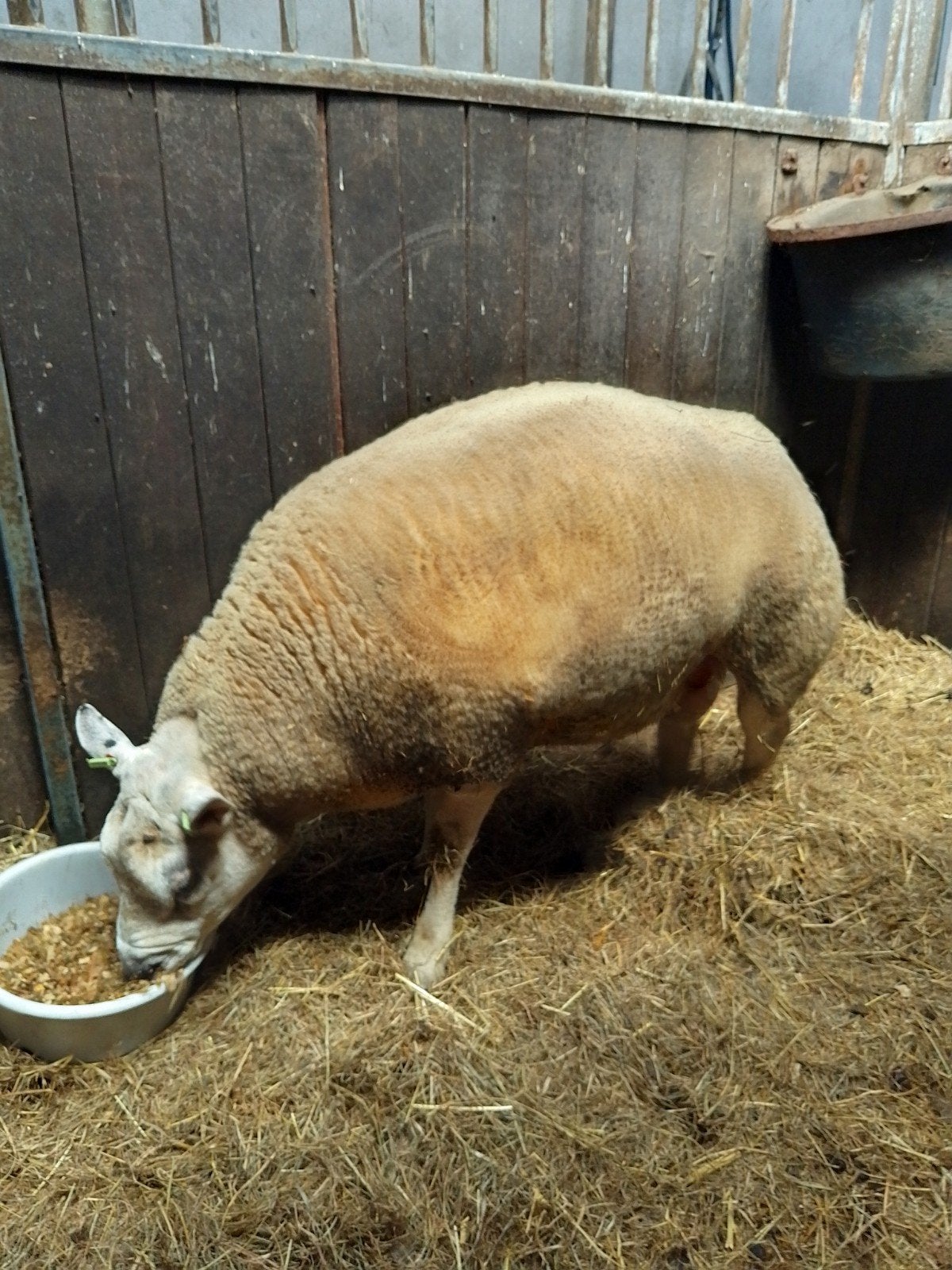 Luxe Texelaar ram, Dieren en Toebehoren, Mannelijk, Schaap
