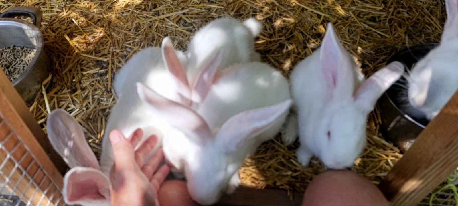 Super tamme Duitse reuzen 8 weken oud, Meerdere dieren, Groot