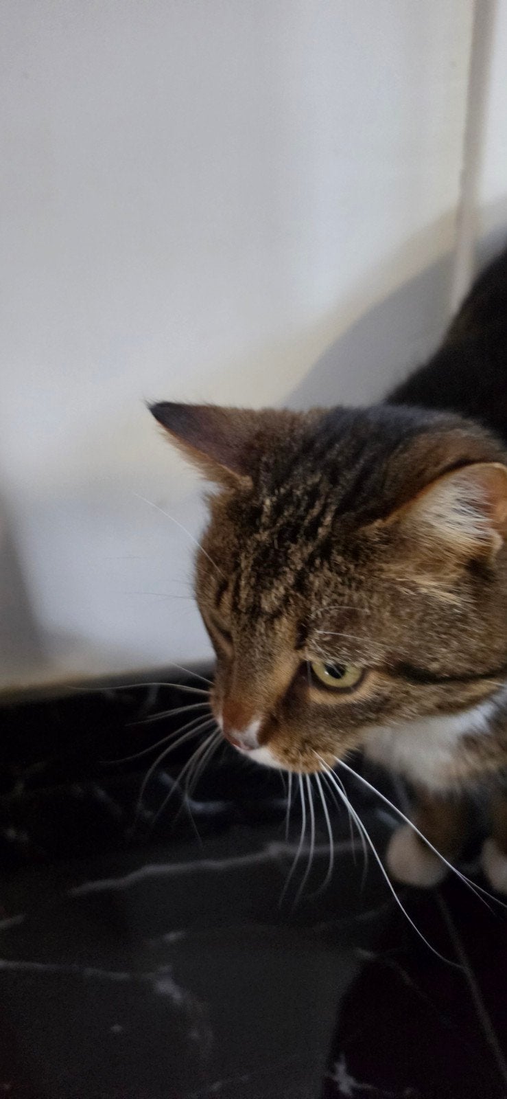Cyper, Meerdere dieren