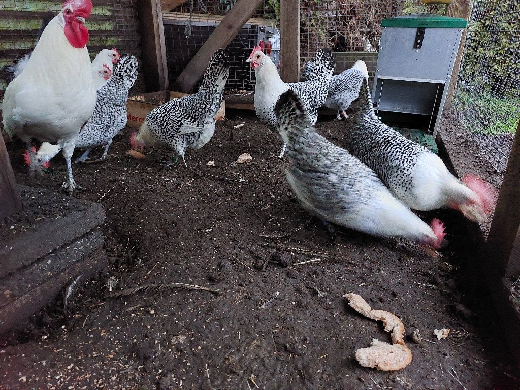 zilverpel kippen, Dieren en Toebehoren, Vrouwelijk, Kip