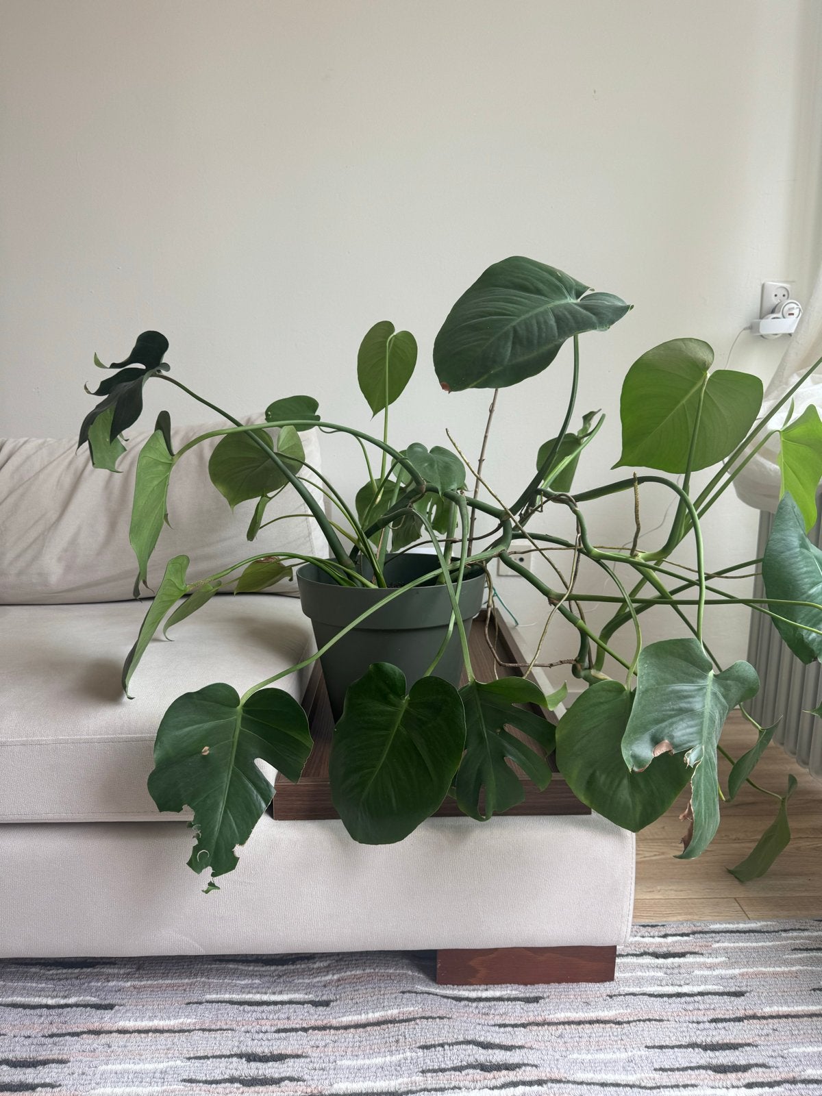 Grote Monstera kamerplant, Huis en Inrichting, Ophalen, Overige soorten, Halfschaduw, In pot