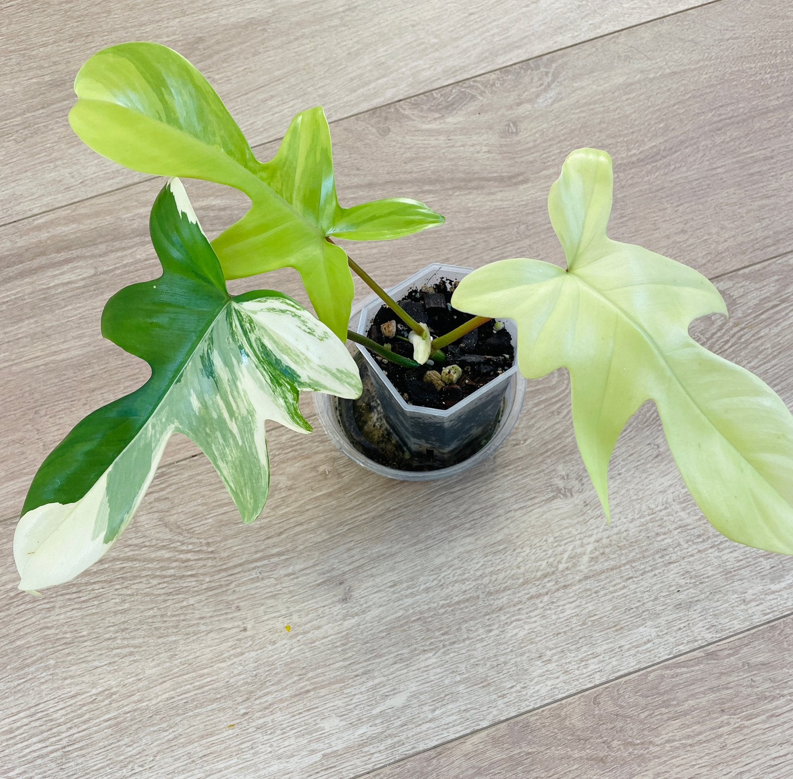 Philodendron Florida Beauty, Ophalen of Verzenden, Halfschaduw, Minder dan 100 cm