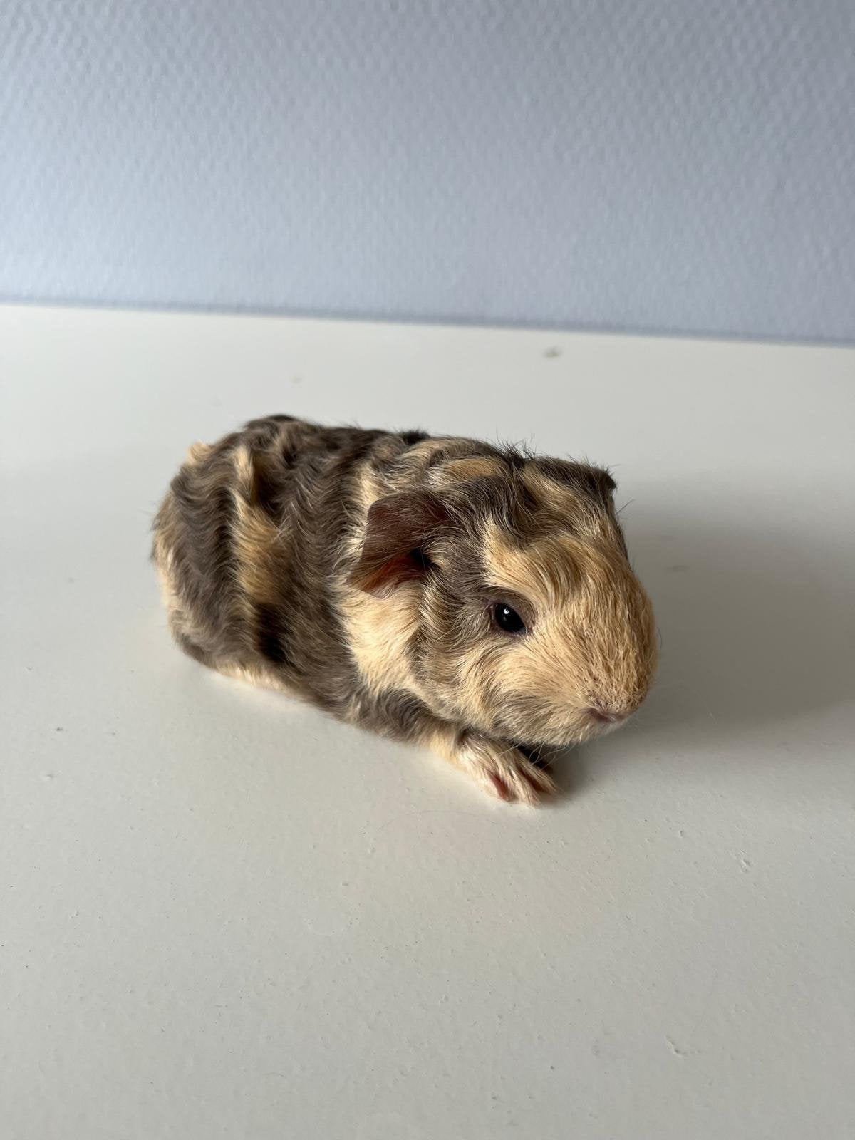 2 ch teddy cavia’s, Cavia, Juni, Mannelijk, Tam