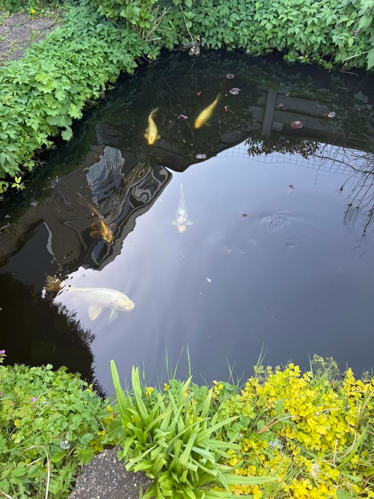 9 koi karpers, Tuin en Terras, Vijvers, Ophalen, Zo goed als nieuw