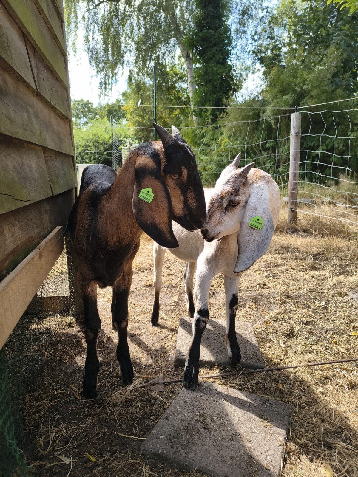 nubische geiten, Meerdere dieren, Geit, 0 tot 2 jaar