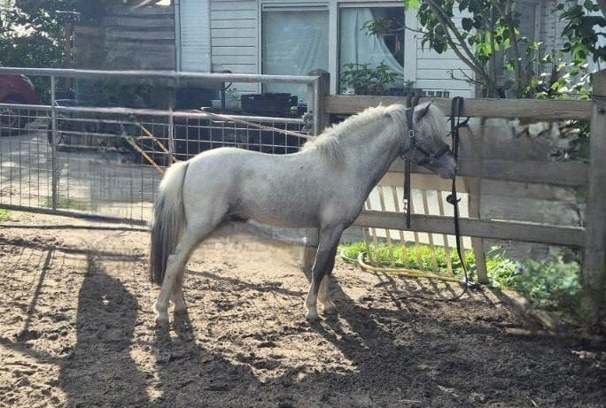 1e premie pintaloosa Falabella dekhengst te koop, Dieren en Toebehoren, Pony's, Hengst, A pony (tot 1.17m), 3 tot 6 jaar, Recreatiepony