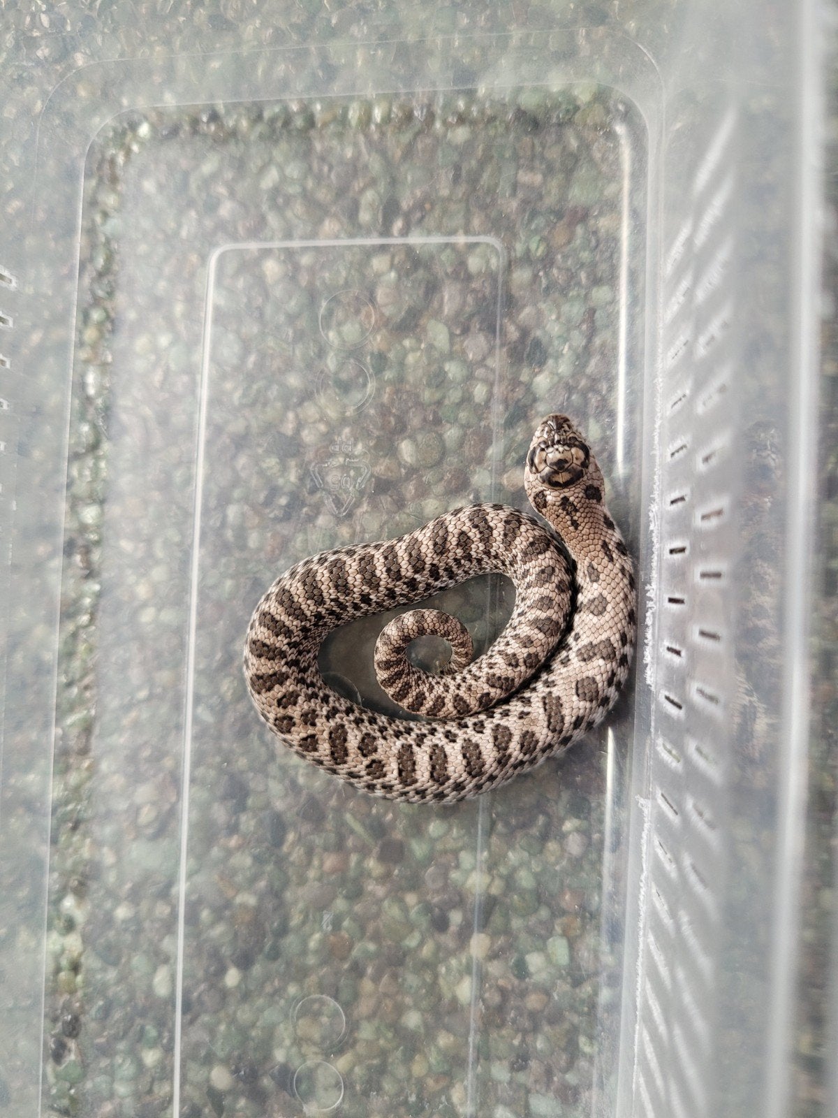 Heterodon Nasicus Super Arctic man /westelijke haakneusslang, 0 tot 2 jaar