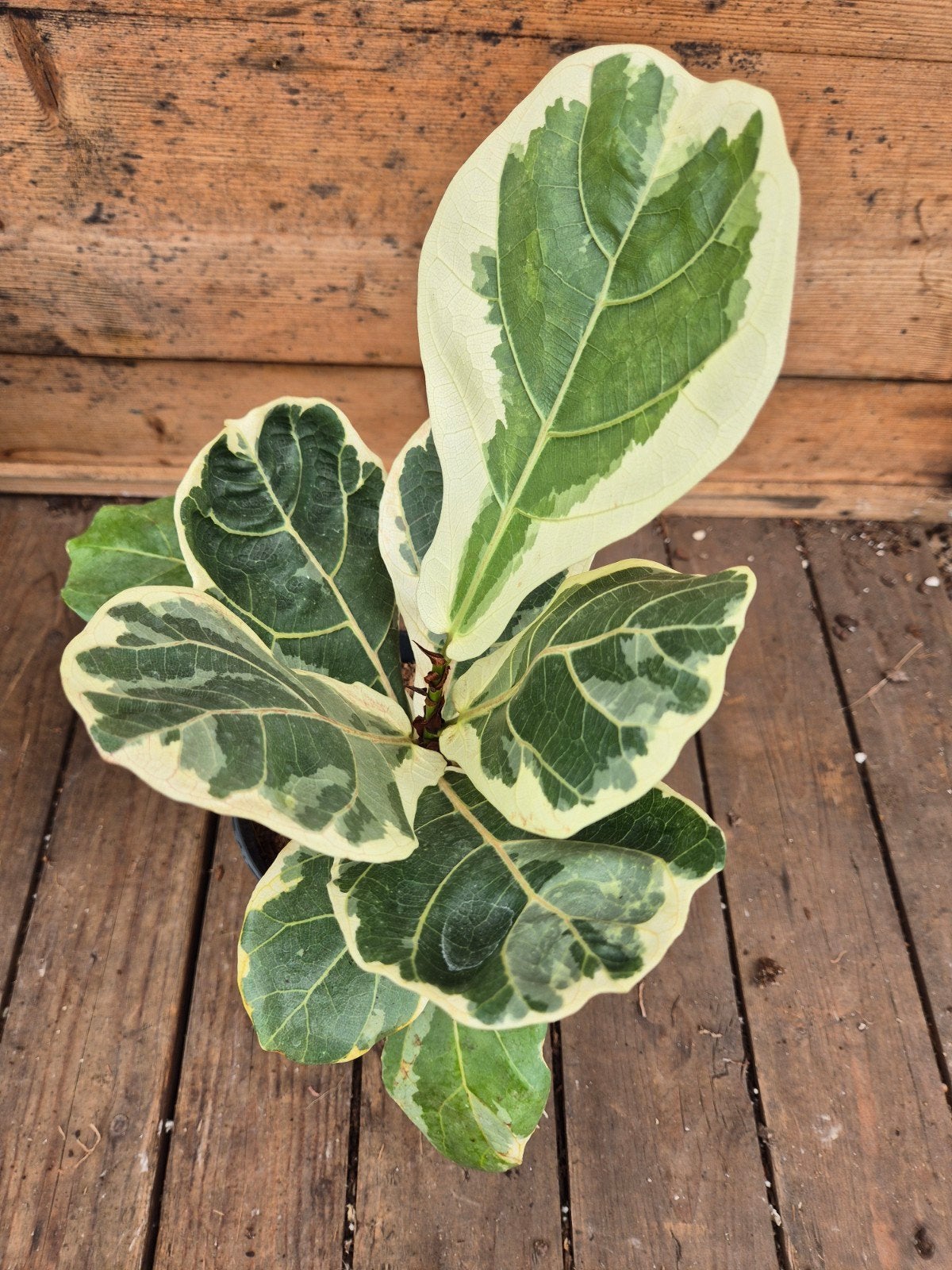 Ficus Lyrata Variegata p14 (6), Ophalen of Verzenden, Ficus, Halfschaduw, Minder dan 100 cm
