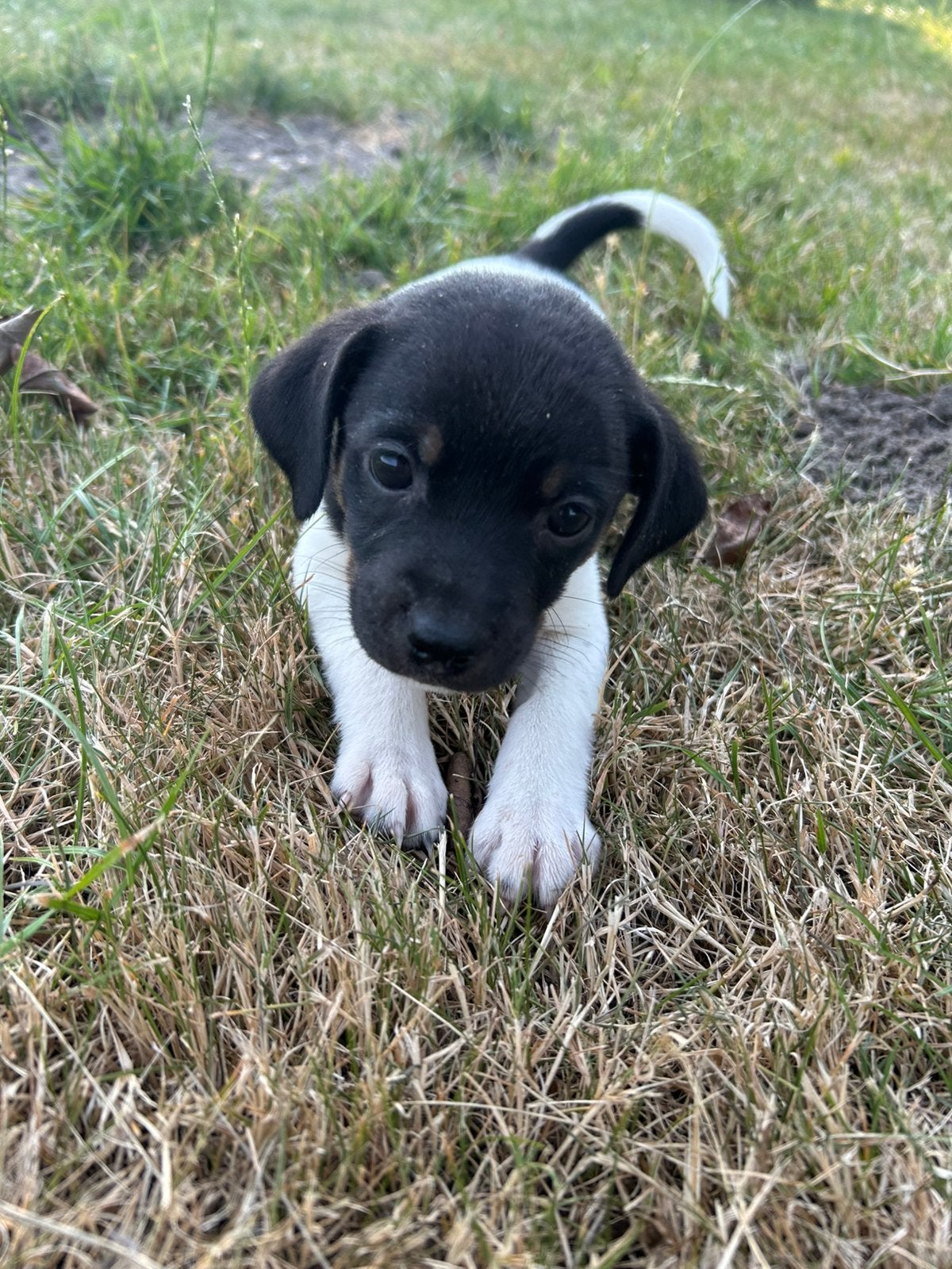 6 boerenfox teefjes🩷, 8 tot 15 weken, Teef, Parvo, Meerdere