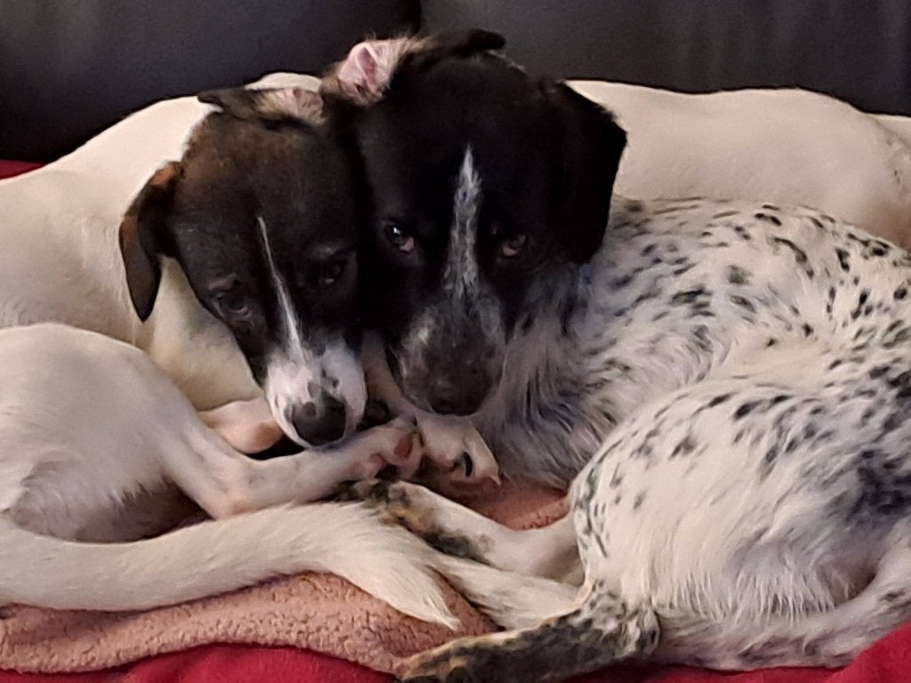 DRINGEND Barry en zus Julie 1jr. 11 mnd. Jack Russell mix, Dieren en Toebehoren, Handelaar, CDV (hondenziekte), 1 tot 2 jaar, Buitenland