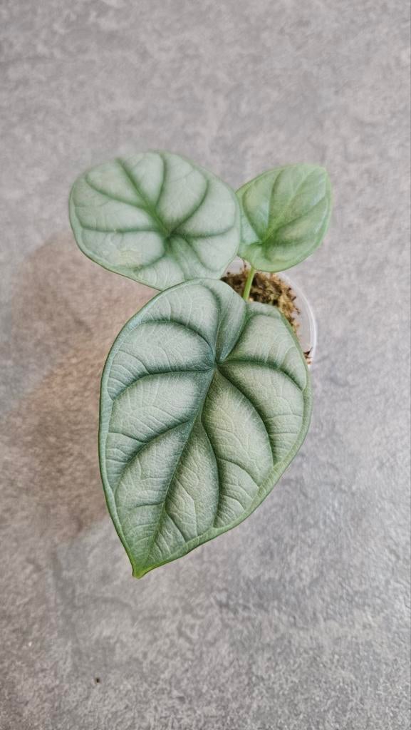 Alocasia Silver Dragon, Ophalen of Verzenden, Halfschaduw, Minder dan 100 cm
