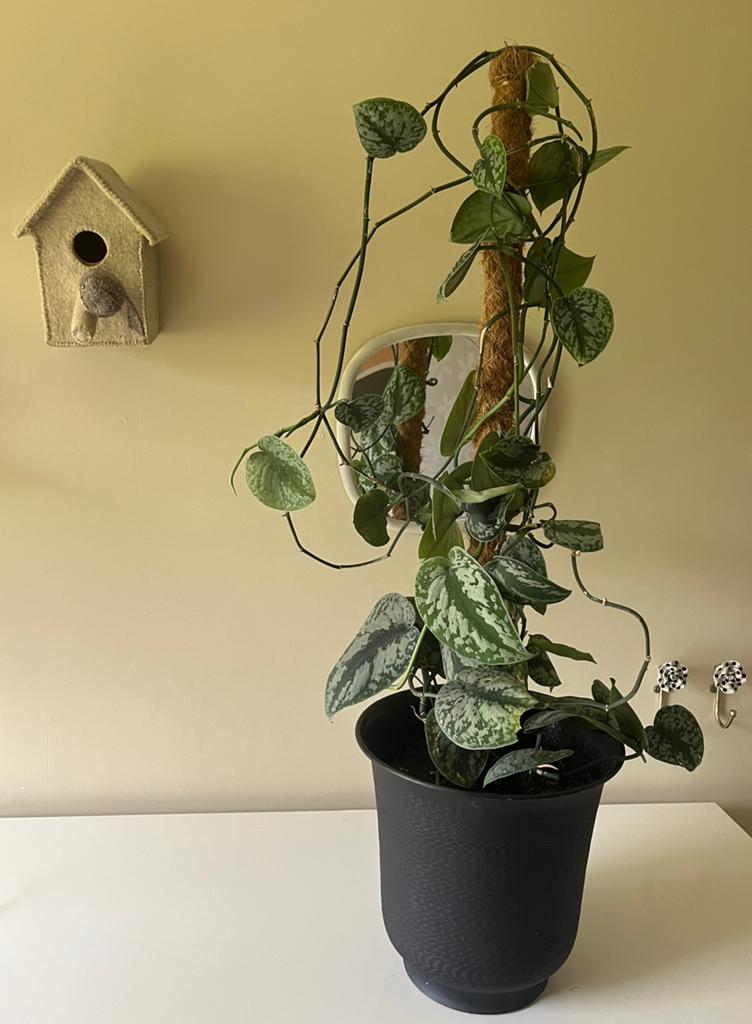 Scindapsus pictus klimplant, Ophalen, 100 tot 150 cm, Halfschaduw, In pot