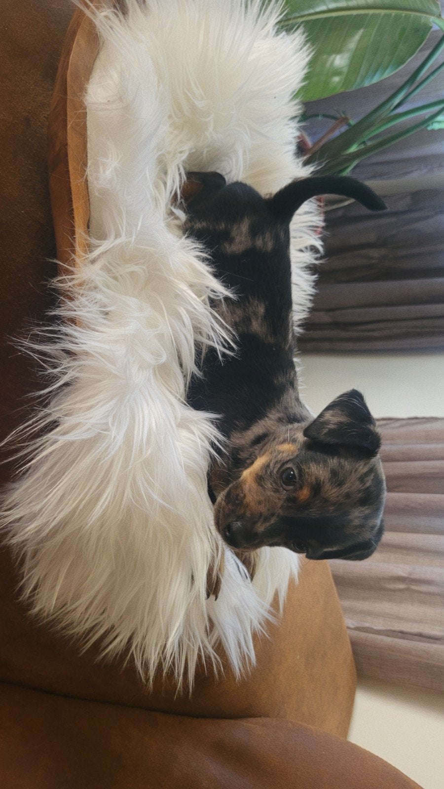 PRACHTIGE BLUE MERLE REUTJE, Jack Russell Terriër, Reu, 8 tot 15 weken, Eén hond