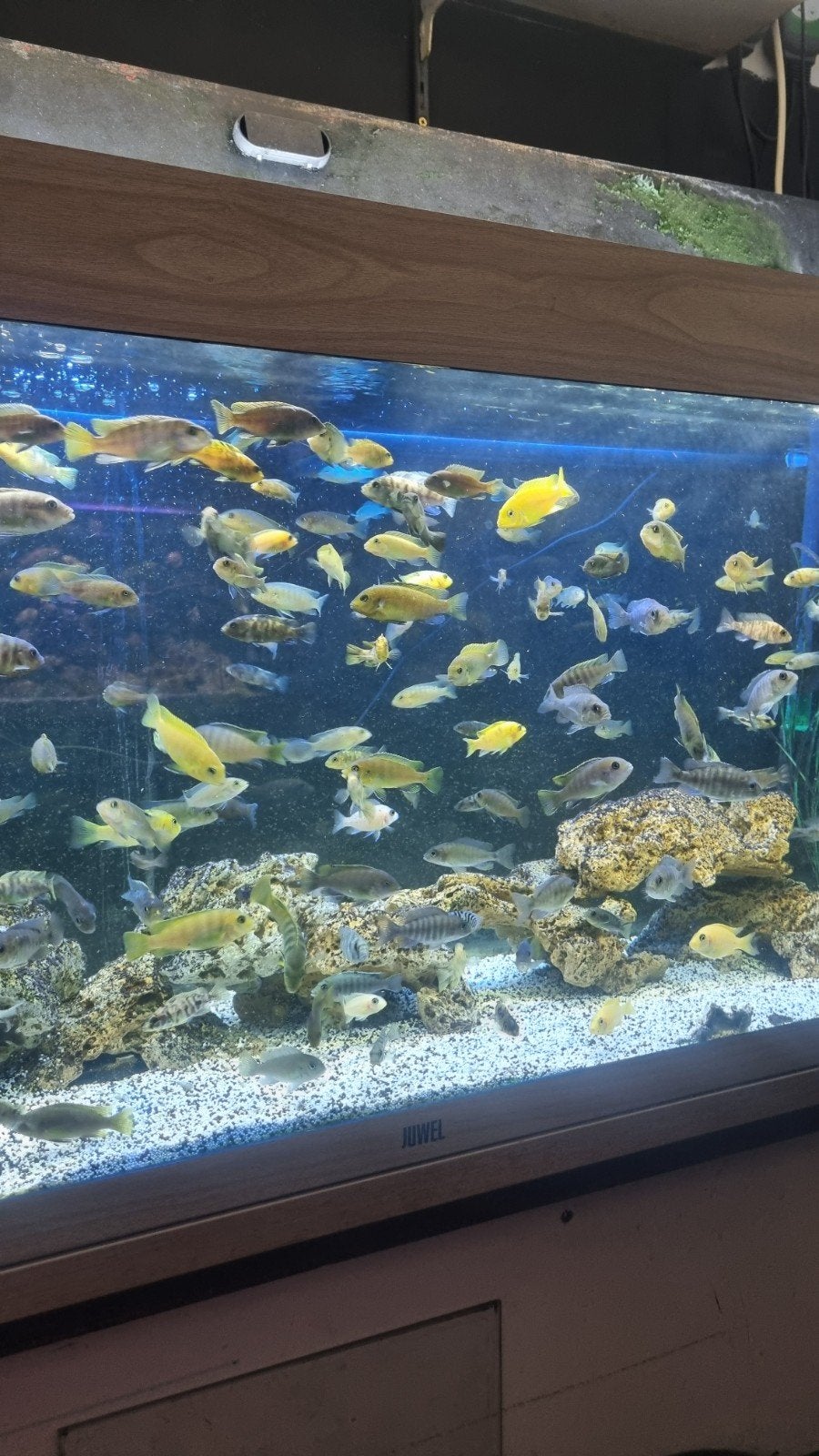 Malawi cichliden mix
5€ per stuk
10 voor €40, Dieren en Toebehoren, Vissen | Aquariumvissen, Vis, Zoetwatervis, Schoolvis