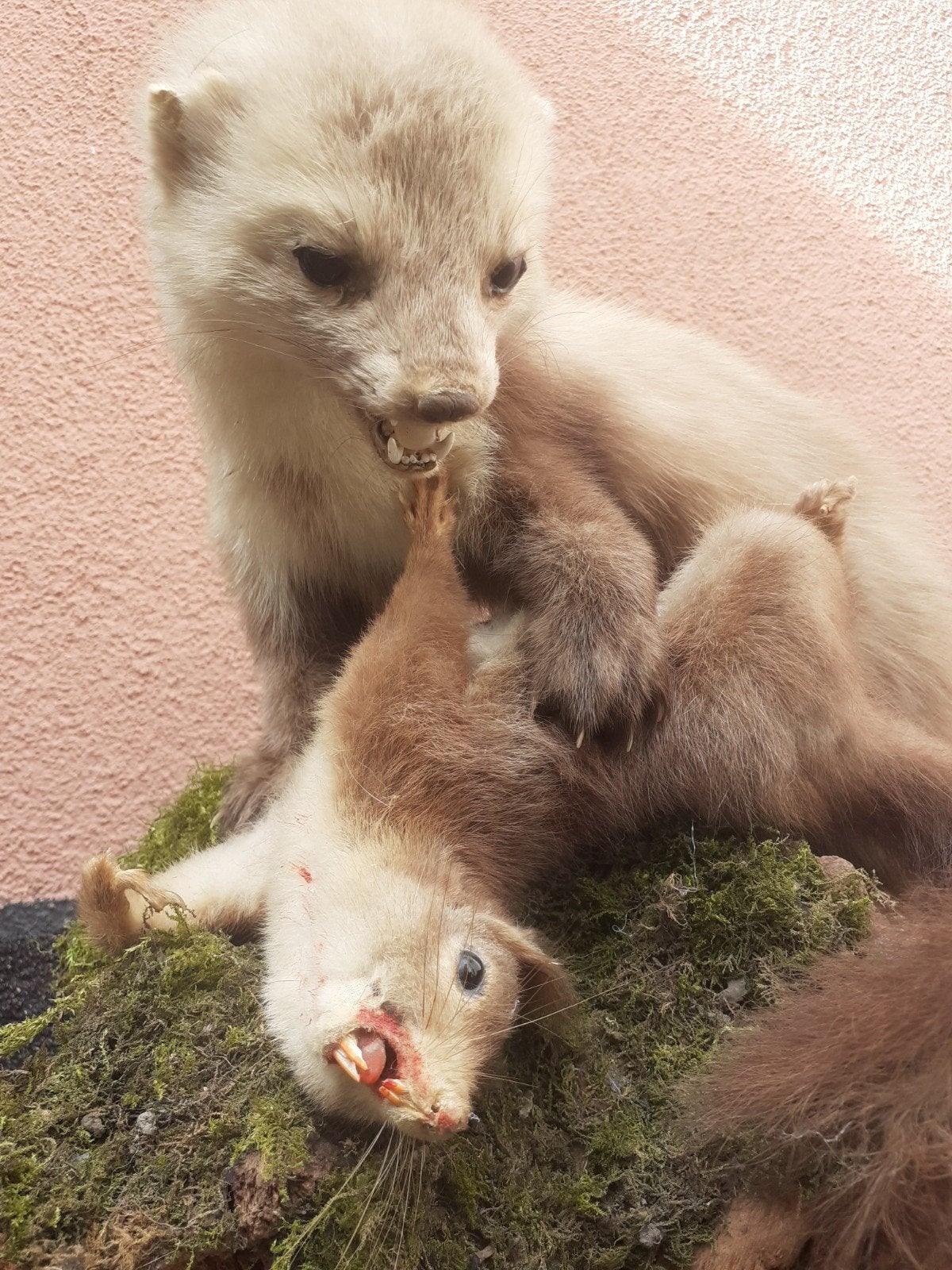 Steenmarter met eekhoorn als prooi – bijzondere taxidermie, Verzamelen, Ophalen of Verzenden, Zo goed als nieuw, Wild dier, Opgezet dier