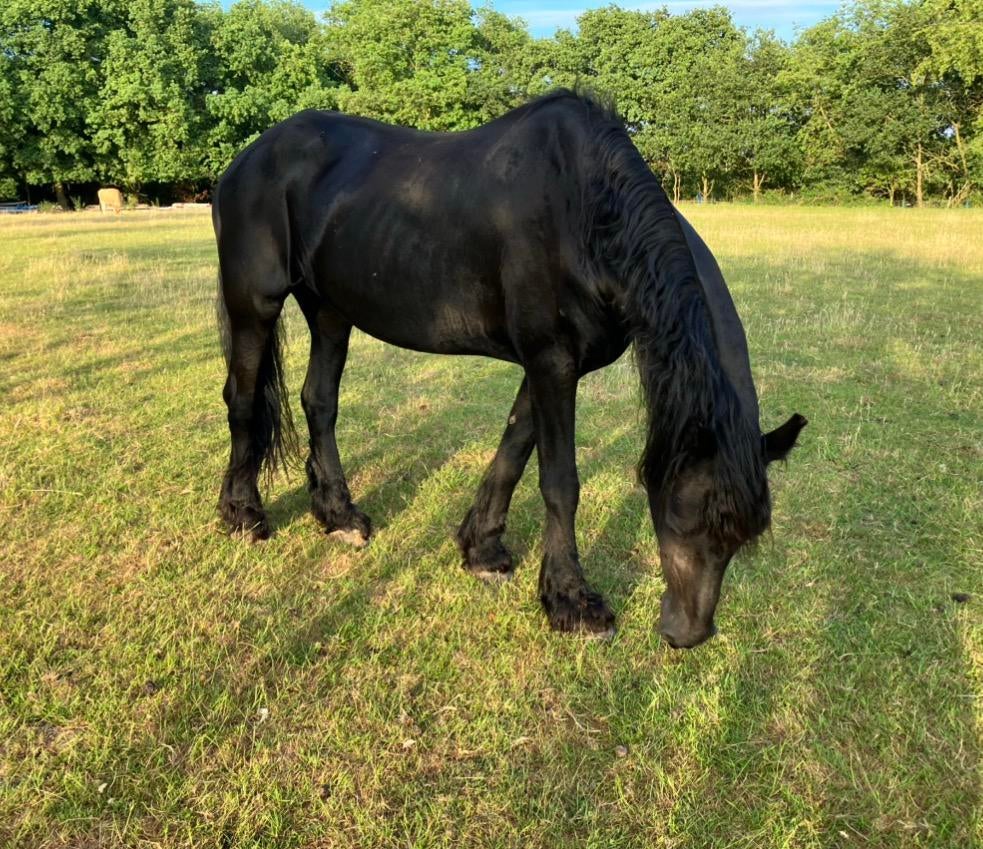 Fries merrie paard, Dieren en Toebehoren, Paarden, Merrie