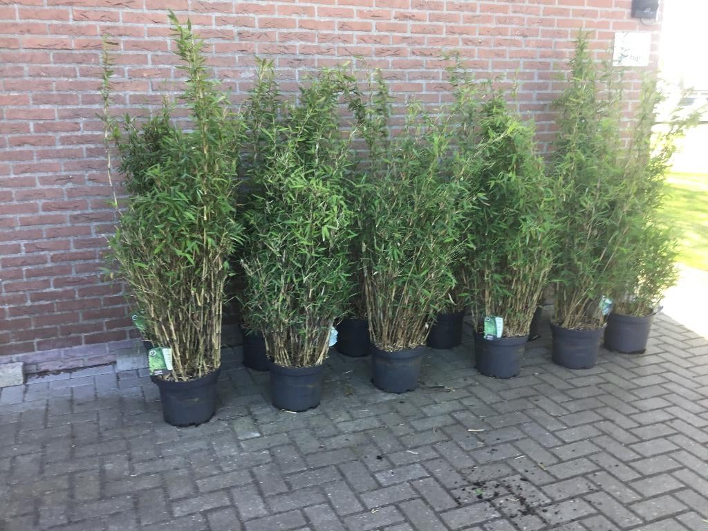 Fargesia nitida Gansu, Niet woekerende bamboe!!!, Vaste plant, Bloeit niet, Volledige schaduw, Ophalen