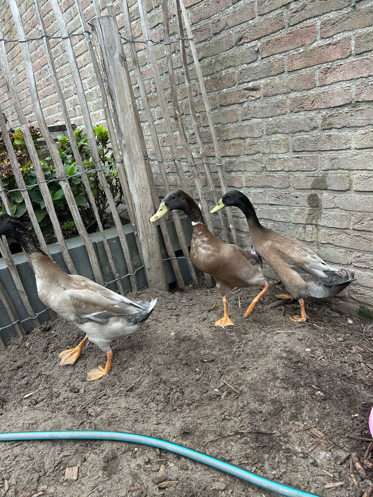 Drie mannetjes loopeenden, Dieren en Toebehoren
