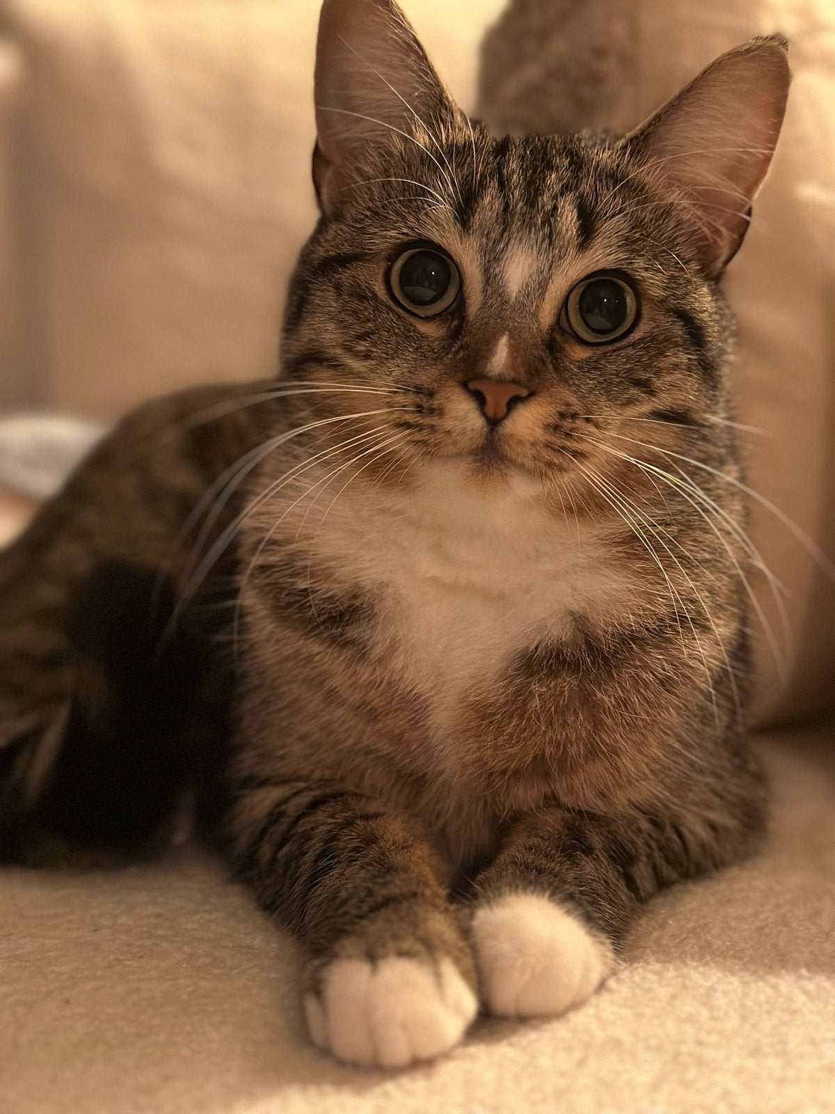 Goud mandje gezocht, Poes