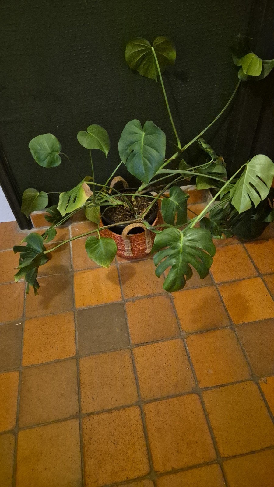 Grote Monstera Deliciosa - Kamerplant, Tuin en Terras, Vaste plant, Bloeit niet, Halfschaduw, Ophalen