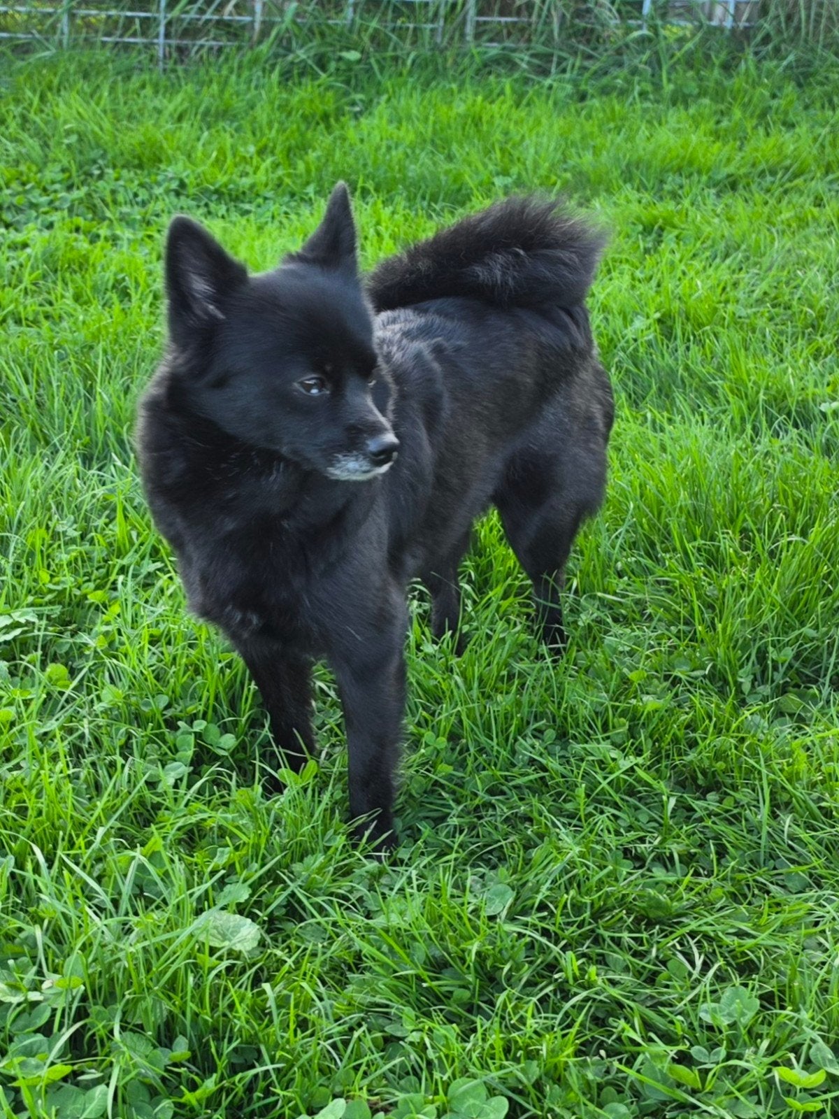 pomsky te koop, CDV (hondenziekte), 1 tot 2 jaar, Teef, Eén hond
