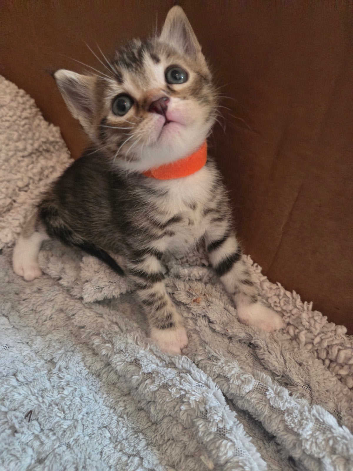 Cypress kittens, Meerdere dieren, Kortharig, 0 tot 2 jaar