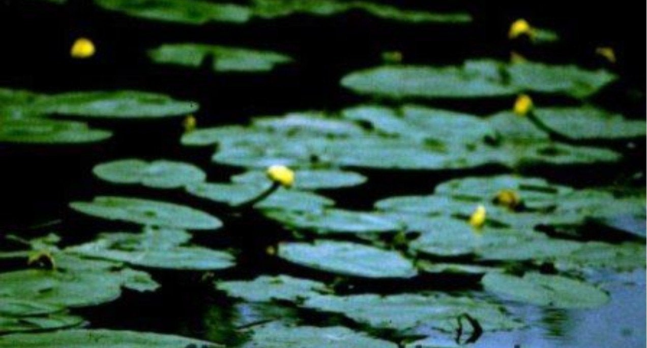 Gele plomp gezocht voor vijver of waterpartij, Tuin en Terras, Ophalen of Verzenden, Gebruikt