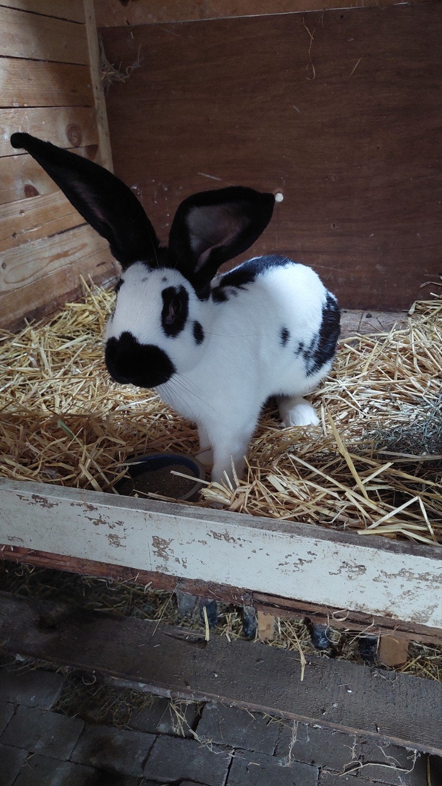 mooie zwartbonte lotharinger ram te koop, Dieren en Toebehoren, Mannelijk, Groot
